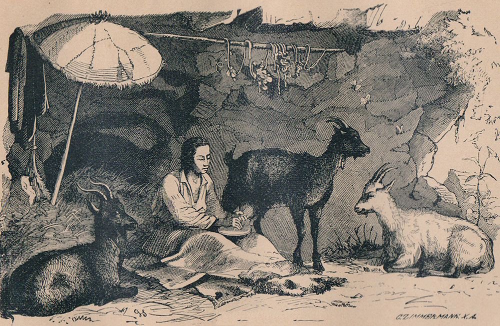 Где робинзон провел первую ночь на острове. Иллюстрация к роману Робинзон Крузо. Иллюстрации к Робинзон Круза легуо. Робинзон Крузо и коза и козленок. Robinson - 1881.
