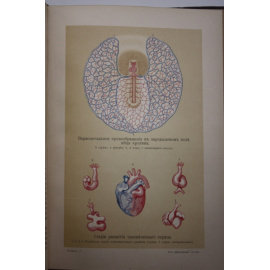 Ранке Иоганн. Человек. В 2 х томах.