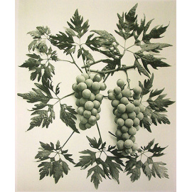 Ампелография Крыма. Описание сортов винограда, разводимых в Крыму + Атлас