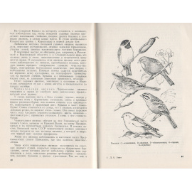 Жизнь птиц у нас дома (из воспоминаний старого птицелова)