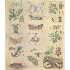 Юные садоводы-мичуринцы