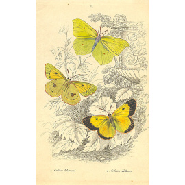 Виды бабочек. Комплект из 34 гравюр в оригинальном футляре. Западная Европа, ручная раскраска, конец XIX века