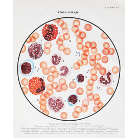 Атлас клеток крови сельскохозяйственных и лабораторных животных