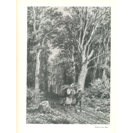 Рисунки Шишкина