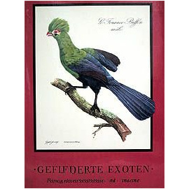 Gefiederte Exoten. Papageien. Paradiesvogel. Tukane