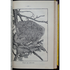 Вестник Русского общества пчеловодства: Полный комплект за 1893-1894 гг.