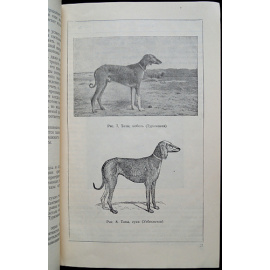 Шерешевский Э.И. Борзые и охота с ними.