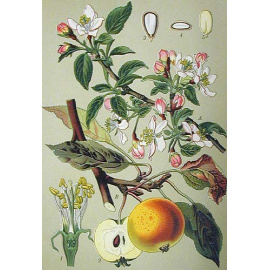 Русские лекарственные растения. Атлас и ботаническое описание