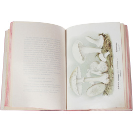 Собиратель грибов