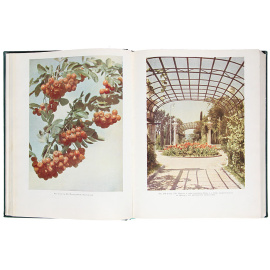 Декоративная дендрология