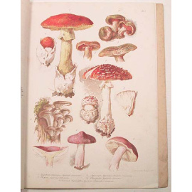 Главнейшие съедобные и вредные грибы