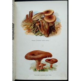 Серебряков К.К. В царстве грибов.