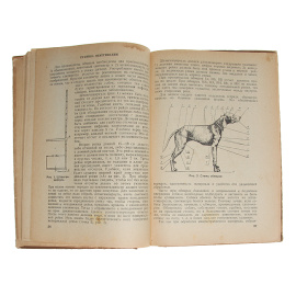 Обмеры и оценка экстерьера собак