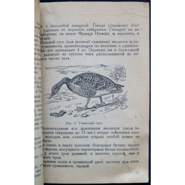 Каверзнев В.Н. Охота на гусей и лебедей.