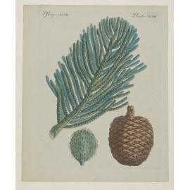 Араукария: листья и шишки.