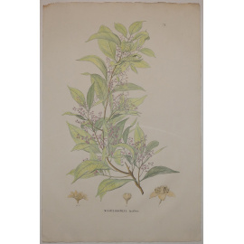 Лавровые растения / Mespilodaphne laxiflora.