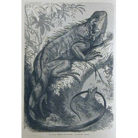 Брем. Жизнь животных. В трех томах. Том третий