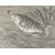 Аквариум любителя. Подробное описание флоры и фауны аквариума, устройства, ухода