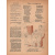Журнал "Крокодил", 1946 год, № 33, 30 ноября