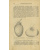 Шредер Р.И. Русский огород: Питомник и плодовый сад. Руководство к наивыгоднейшему устройству и ведению огородного и садового хозяйств