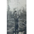 Охотничья газета. Иллюстрированное еженедельное издание. 1909 год, выпуски 2 - 50