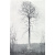 Лесной журнал (1914 год - Выпуски 1 - 10,  годовой комплект)