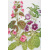 African violets, Gloxinians, and their relatives. A guide to the cultivated Gesneriads книга