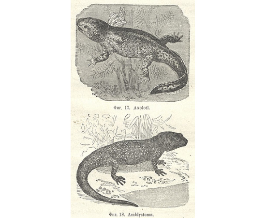 Учение о развитии органического мира