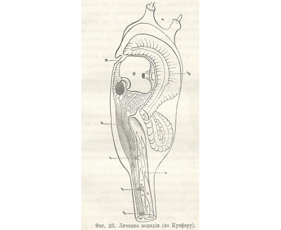 Учение о развитии органического мира