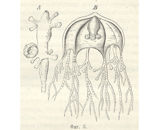 Учение о развитии органического мира