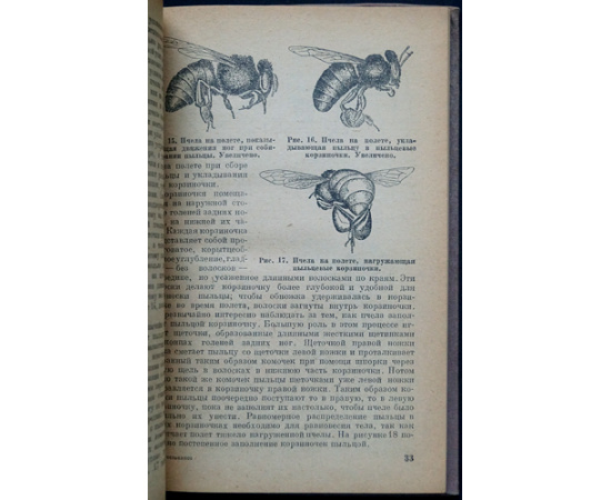 Гусельников А.Л. Жизнь пчелиной семьи.