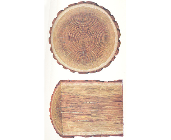 Пороки древесины. Альбом