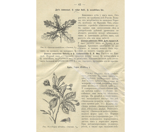 Лесоводство