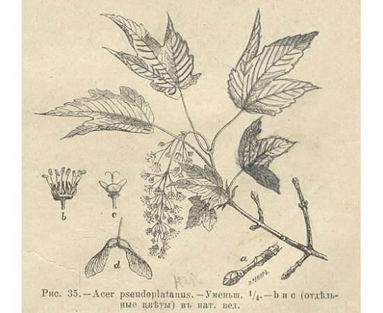 Лесоводство