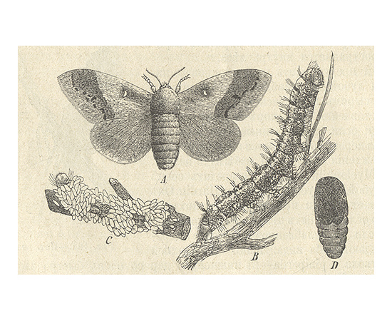 Лесоводство