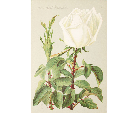 Альбом роз. Описание 300 лучших сортов роз. 20 хромолитографированных картин. Полный комплект