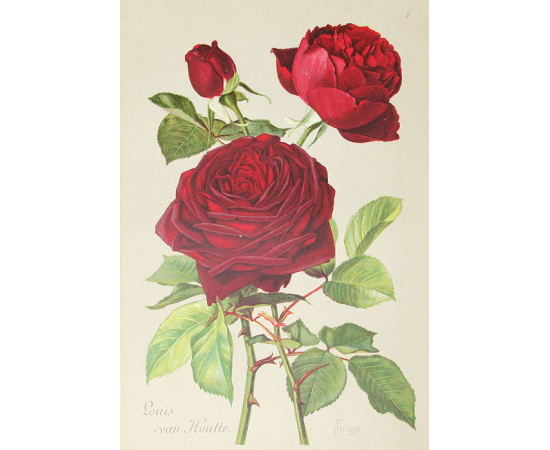 Альбом роз. Описание 300 лучших сортов роз. 20 хромолитографированных картин. Полный комплект