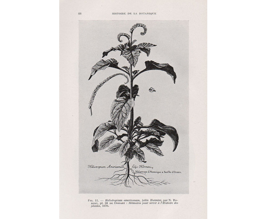 Histoire de la Botanique en France книга