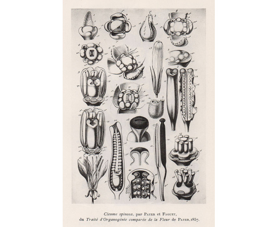 Histoire de la Botanique en France книга