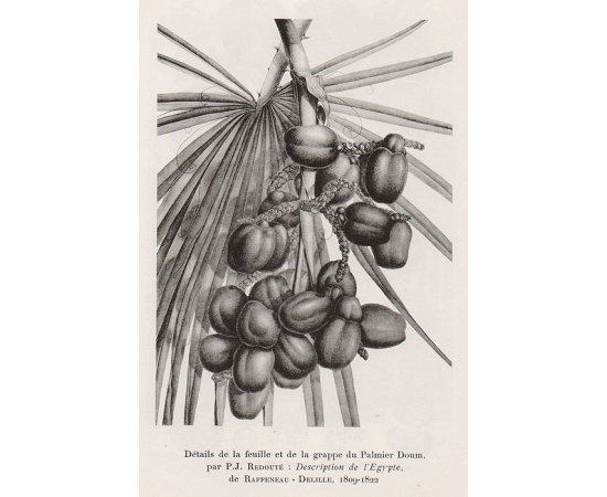 Histoire de la Botanique en France книга