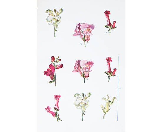 Менделизм или теория скрещивания