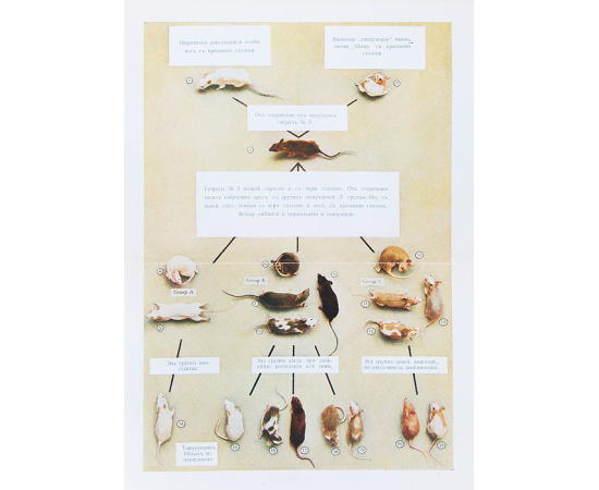 Менделизм или теория скрещивания