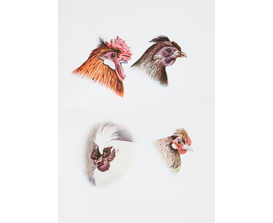 Менделизм или теория скрещивания