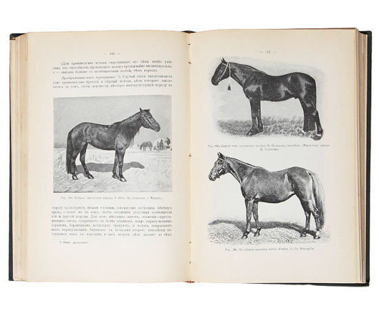 Менделизм или теория скрещивания