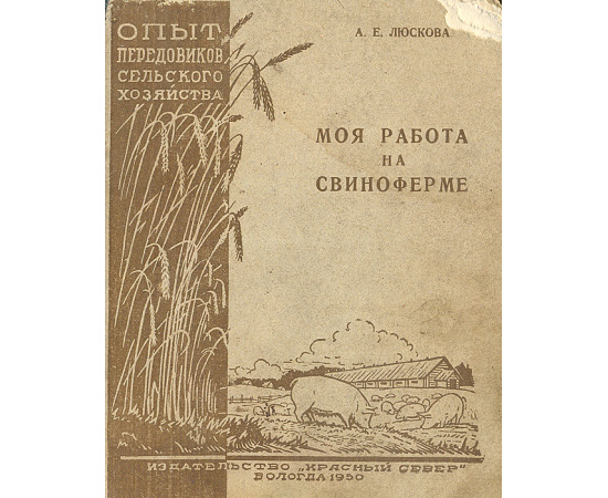 Моя работа на свиноферме
