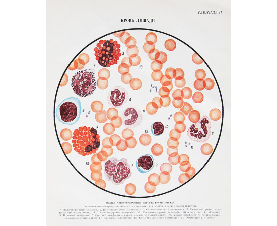 Атлас клеток крови сельскохозяйственных и лабораторных животных