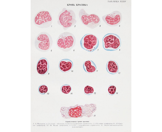 Атлас клеток крови сельскохозяйственных и лабораторных животных