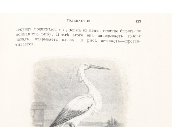Иллюстрированный мир животных. Естественная история в общедоступном изложении
