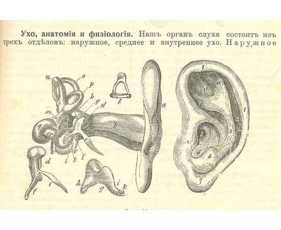 Друг здравия. Энциклопедия гигиены и физико-диэтетического (физиатрического) пользования