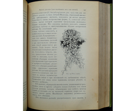 Гесдерфер, М. Комнатное садоводство.